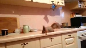 ПРИКОЛЬНАЯ ДОМАШНЯЯ БЕЛКА