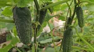 ПЕРВАЯ ОЧЕНЬ ВАЖНАЯ ПОДКОРМКА ОГУРЦОВ. СРАЗУ ПОЙДУТ В РОСТ И ДАДУТ БОЛЬШОЙ УРОЖАЙ. ПОЛЕЙТЕ ЭТИМ