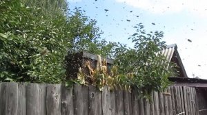 🐝История о том как я ловил бродячие рои🐝
