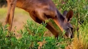 Кенгуру. Звезды среди австралийских животных.