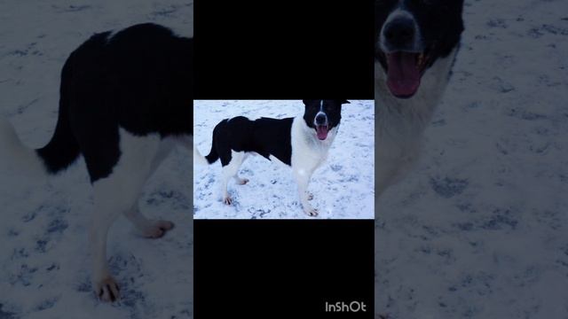 Бобин - яркий, эффектный пес ищет дом! ❤