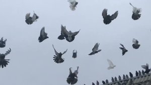 Голуби Обояни часть 2