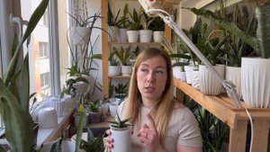 Сансевиерия гибрид Марга. Детали и описание. #sansevieriaplant #сансевиерия #hybridmarga