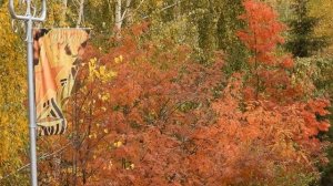 новый город.мелеуз