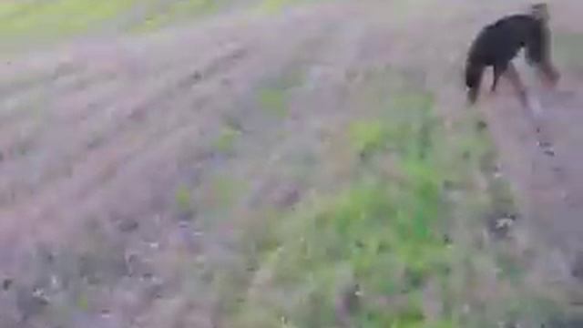 Dogs Learned Behaviours To Aversive Stimuli & Reactions To Unexpected Aversive Events смотреть онлайн