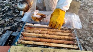 Спустя 13 дней сокращения гнезда по методу Гопки #пчеловодство #пасека #пчелы