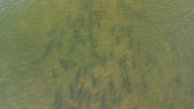 И сегодня и вчера сазан все так же не активен смотреть онлайн