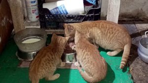 БУДНИ В УСАДЬБЕ