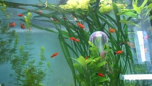 Аквариумные рыбки