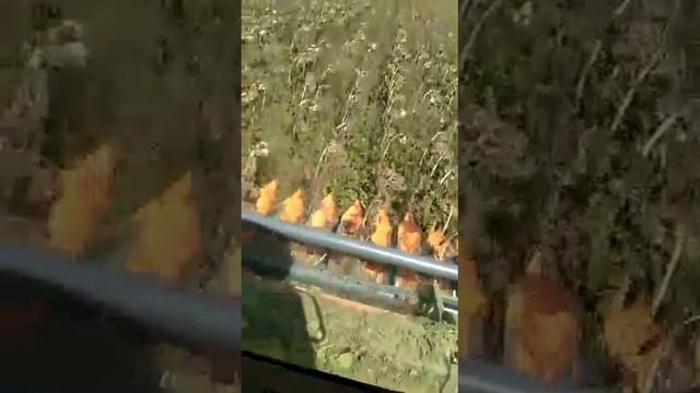 Уборка подсолнечника смотреть онлайн