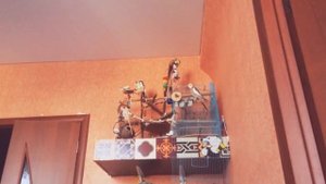 Пение попугая