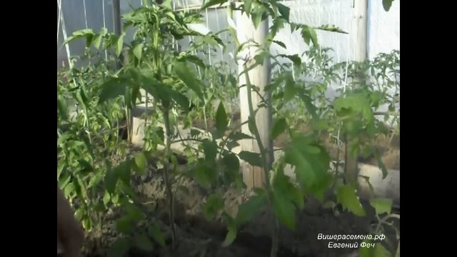 Помидоры и пасынки.