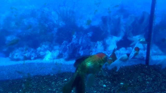 Настоящая Золотая рыбка смотреть онлайн