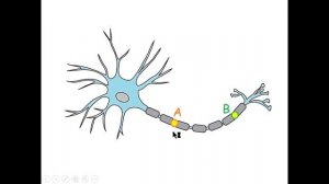 Нервные волокна. Проведение возбуждения.