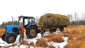 НОЯБРЬ.СЕНОКОС ПО СИБИРСКИ.ВЫВОЗИМ ОСТАТКИ СЕНА.