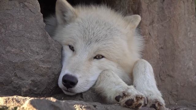 Wolf: The Apex Predators Born to Hunt And Survive Anywhere | 47 ARENA смотреть онлайн