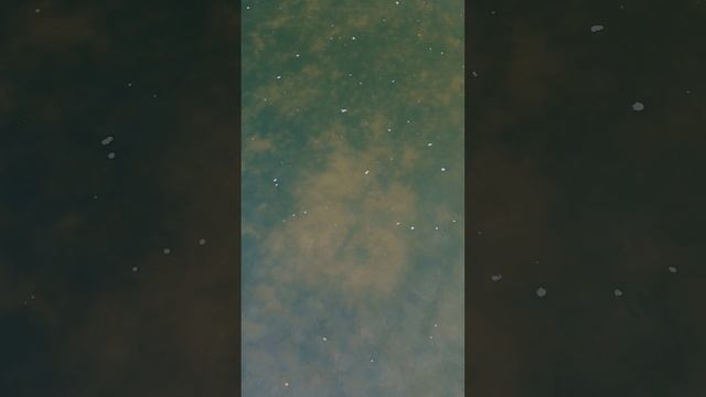 Карп #fishing #рыбалка #рыбалкасрогаткой #carpfishing #huntingrussia #bassfishing #охота #carp смотреть онлайн