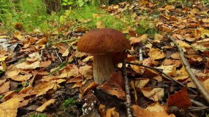 Конец сентября. Тихая охота в Ильинском лесу.