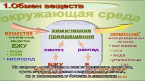 5 способов ускорения обмена веществ