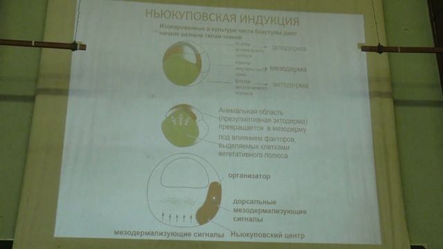 Голиченков В. А. - Эмбриология - Эмбриональная индукция