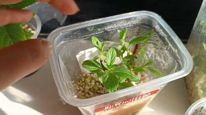 Почкой или черенком размножать гортензию?