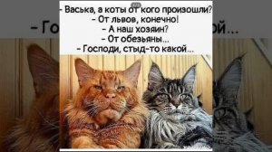 котики мемы картинки не мои