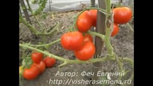 Сорта помидоров открытого грунта