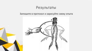 Опыт №1. Первый опыт Гальвани