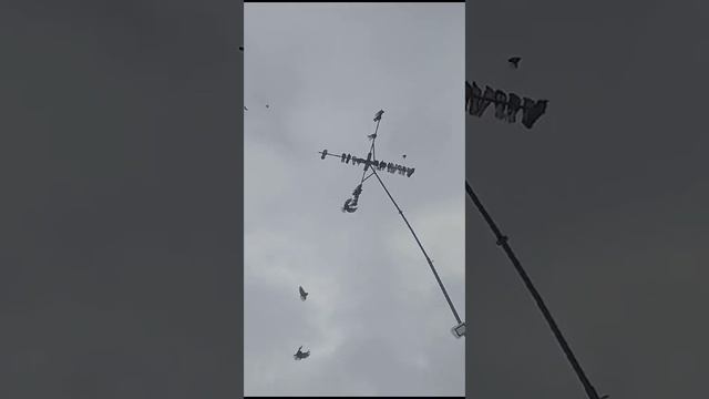 голуби.Андрюхи.(Борады.).г.Липецк. смотреть онлайн