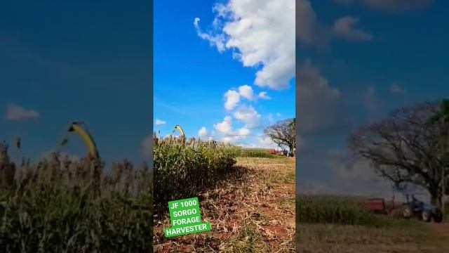 Sorghum Forage Harvester JF1000 #silageseason #agriculture #chaffcutter смотреть онлайн