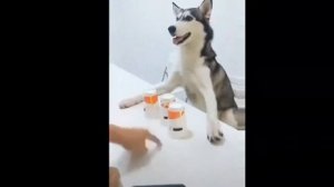 Ха-ха-ха смешно до слёз Попробуй не засмеяться