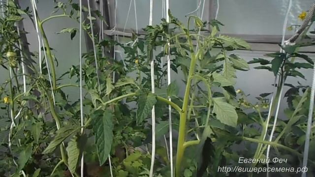 Прищипываем помидоры