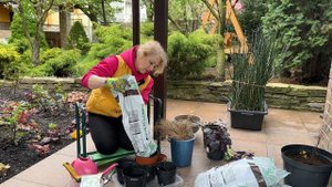 Как пересадить и разделить  власовидную осоку🌾пришлось еще и лечить 💉