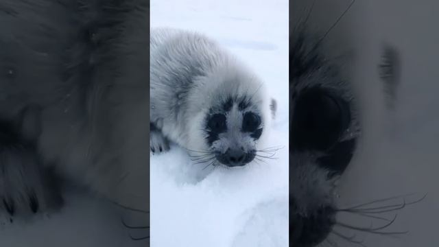 Жители Байкала