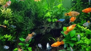 Чем заняться, когда заняться нечем) Стрижка для аквариума, дорога и день мамы.