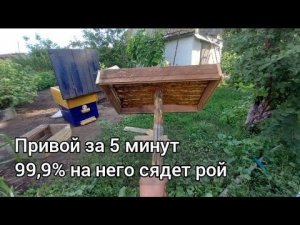 Самый простой и эфективный ПРИВОЙ для ловли ПЧЕЛ и роев. Привой за 5 минут