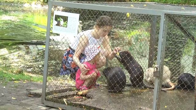 У хмельницькому зоокутку нові мешканці смотреть онлайн