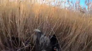 Большой кабан.Охота на кабана