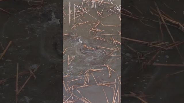 вода бурлит,у нас начался нерест #slingshotfishing #охотанарогатку #охотасрогаткой #нерест смотреть онлайн