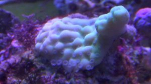 Монтипора (Montipora) - CoralReef-Aqua.ru/forum