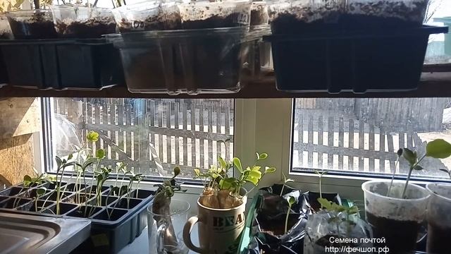 Вытянулась рассада тыквенных культур. Нехватка света рассаде.