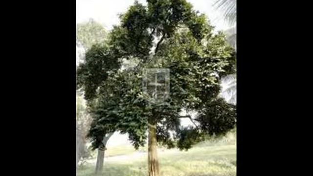 Flora and fauna in the Philippines смотреть онлайн