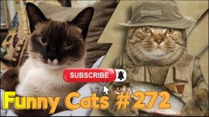 Смешные коты #272