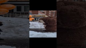 Девочка встала в ступоре от увиденного! Поздравление чебурашка