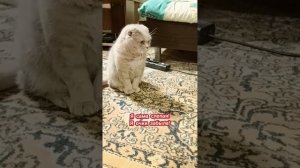 Из командировки мужа встречала. Юмор.