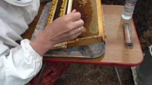 ПРИВИВКА ЛИЧИНОК