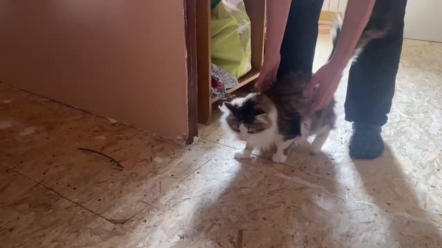 Встреча Пятачка и Миси. Кукусик на свободе!😺 смотреть онлайн