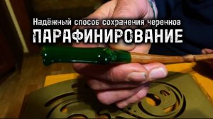 Как парафинировать черенки винограда?