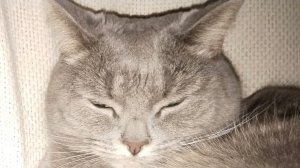 коды на вещи в роблоксе 2024!!!