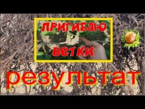Фундук пригибаю ветку РЕЗУЛЬТАТ